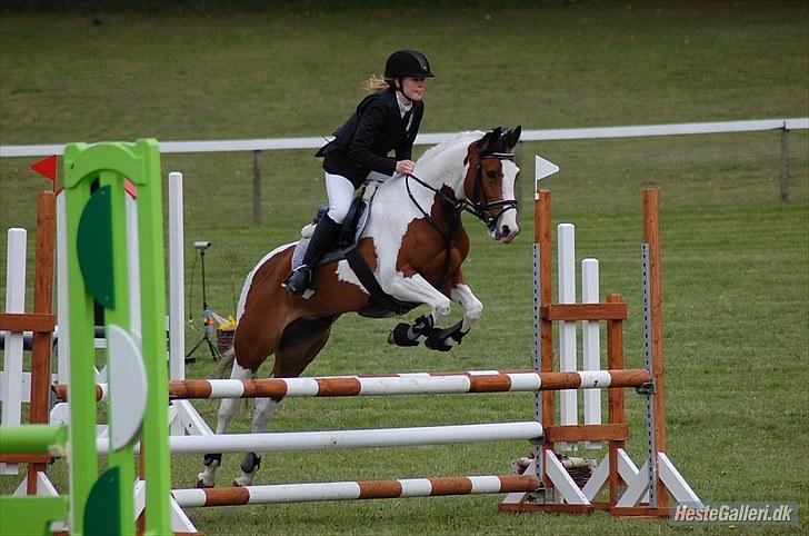 Pinto * minjetta * - Morsø 2010 LB** Foto: Louise Svenningsen billede 7