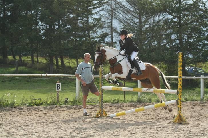 Pinto * minjetta * - vi har en stor stil billede 8