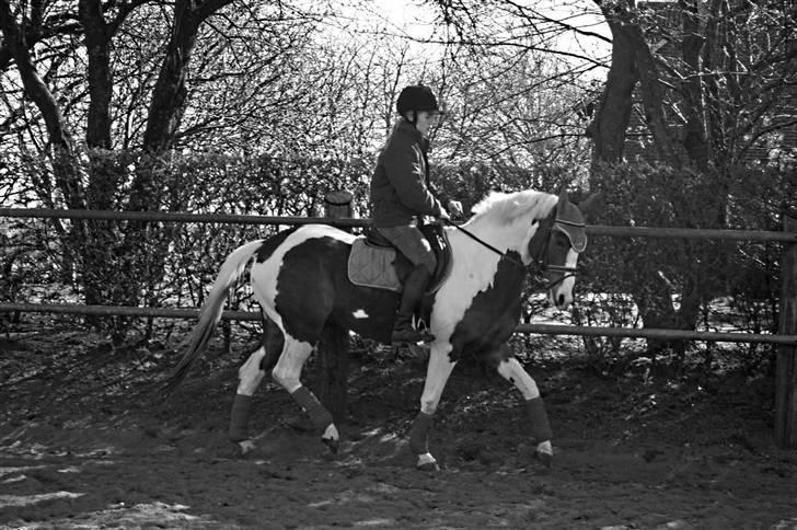 Pinto * minjetta * - Lidt dressur pony....måske?? billede 9