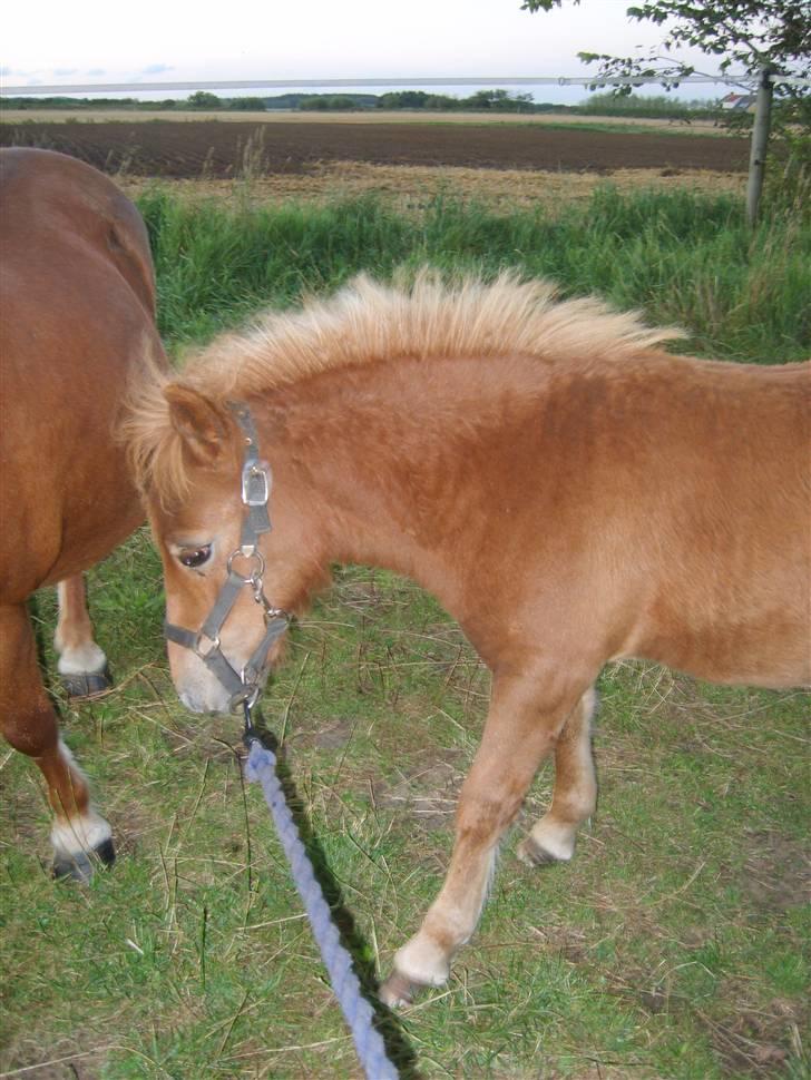 Shetlænder Mosbækmindes Samuel SOLGT billede 4
