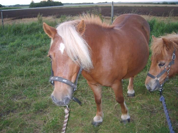 Shetlænder Mosbækmindes Samuel SOLGT - Samuel sammen med sin mor Sandie Bomlund billede 5