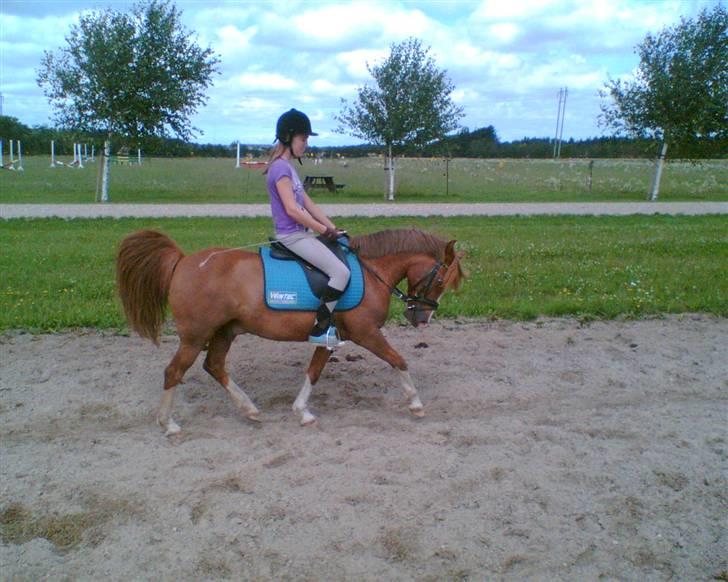 Anden særlig race Jonas (SOLGT) billede 16