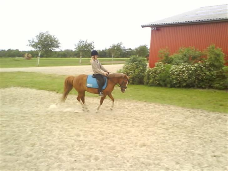 Anden særlig race Jonas (SOLGT) billede 18