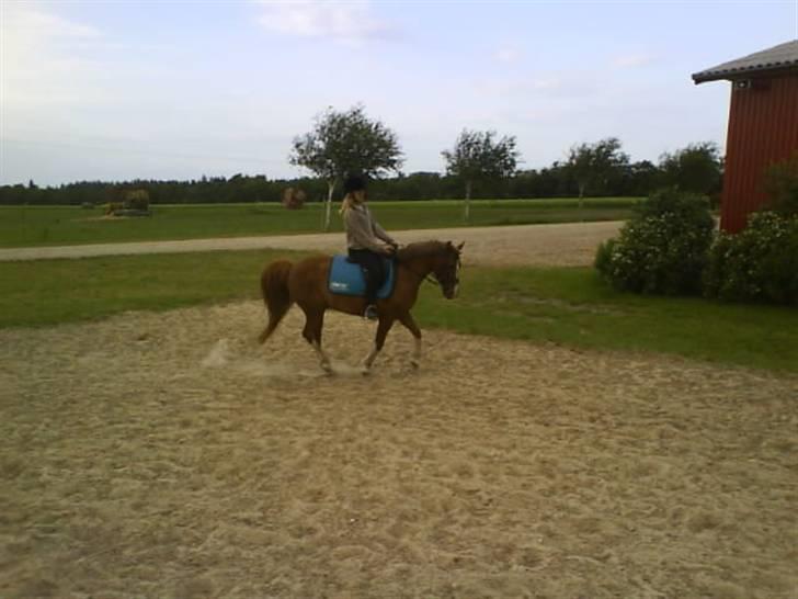 Anden særlig race Jonas (SOLGT) billede 20