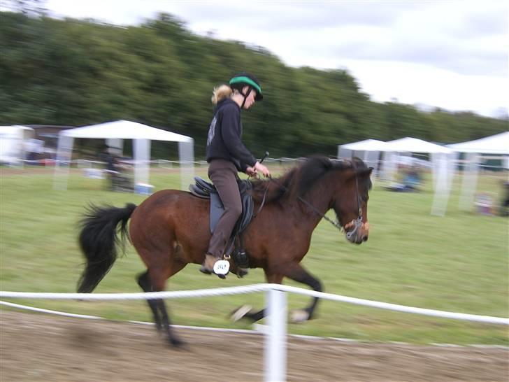 Islænder Múska fra Olesminde - mig og muska i hopglop til snegla open ;) billede 11