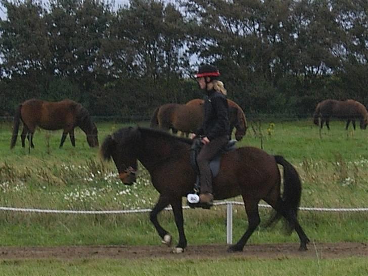 Islænder Múska fra Olesminde - muska i skridt til stævne..! billede 12