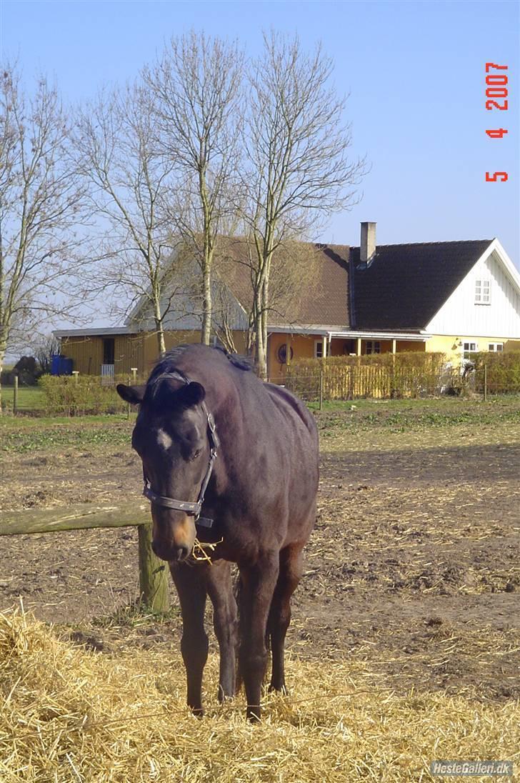 Dansk Varmblod Dynamit *R.I.P* billede 6