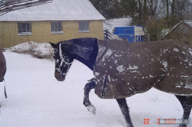 Dansk Varmblod Dynamit *R.I.P* - En lille sne hest:) billede 7