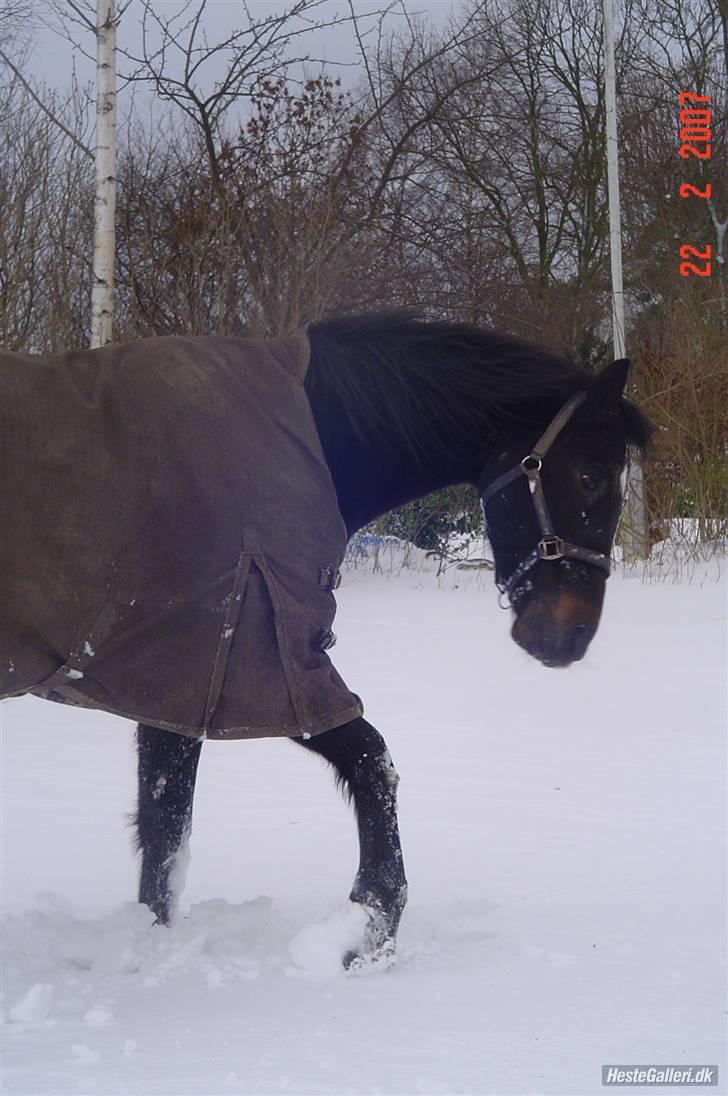 Dansk Varmblod Dynamit *R.I.P* billede 8