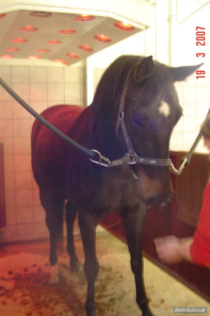Dansk Varmblod Dynamit *R.I.P* billede 9
