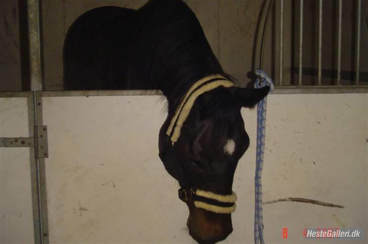 Dansk Varmblod Dynamit *R.I.P* billede 10