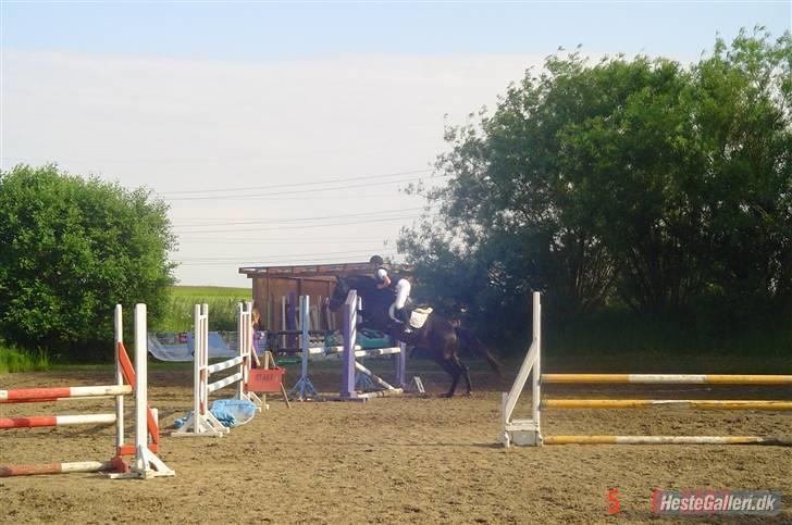 Dansk Varmblod Dynamit *R.I.P* - Med Louise igen:) billede 12