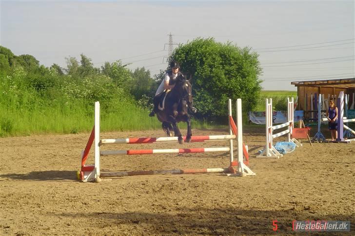 Dansk Varmblod Dynamit *R.I.P* - Louise igen:) billede 13