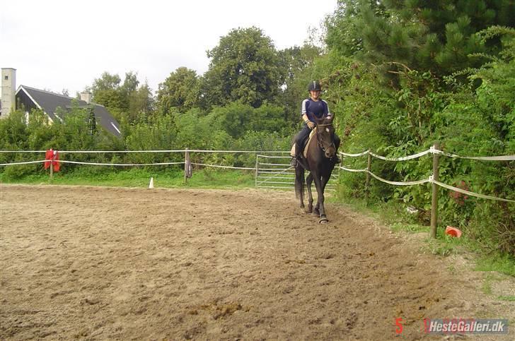 Dansk Varmblod Dynamit *R.I.P* - Spring træning d. 5/9-07... Mig selv der rider:) billede 14