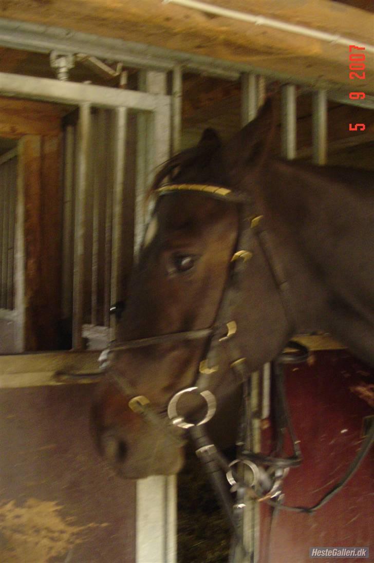 Dansk Varmblod Dynamit *R.I.P* - En lille lur inden spring træning d. 5/9-07 billede 15