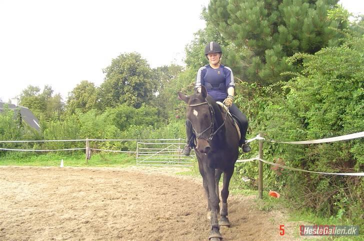 Dansk Varmblod Dynamit *R.I.P* - Træning d. 5/9-07 billede 16