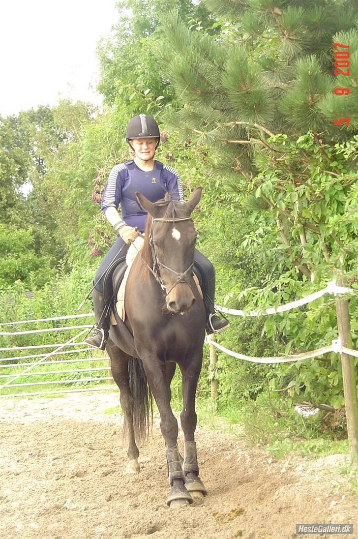 Dansk Varmblod Dynamit *R.I.P* - Træning d. 5/9-07 billede 17