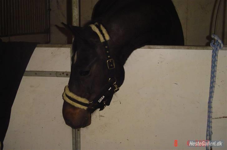 Dansk Varmblod Dynamit *R.I.P* billede 18