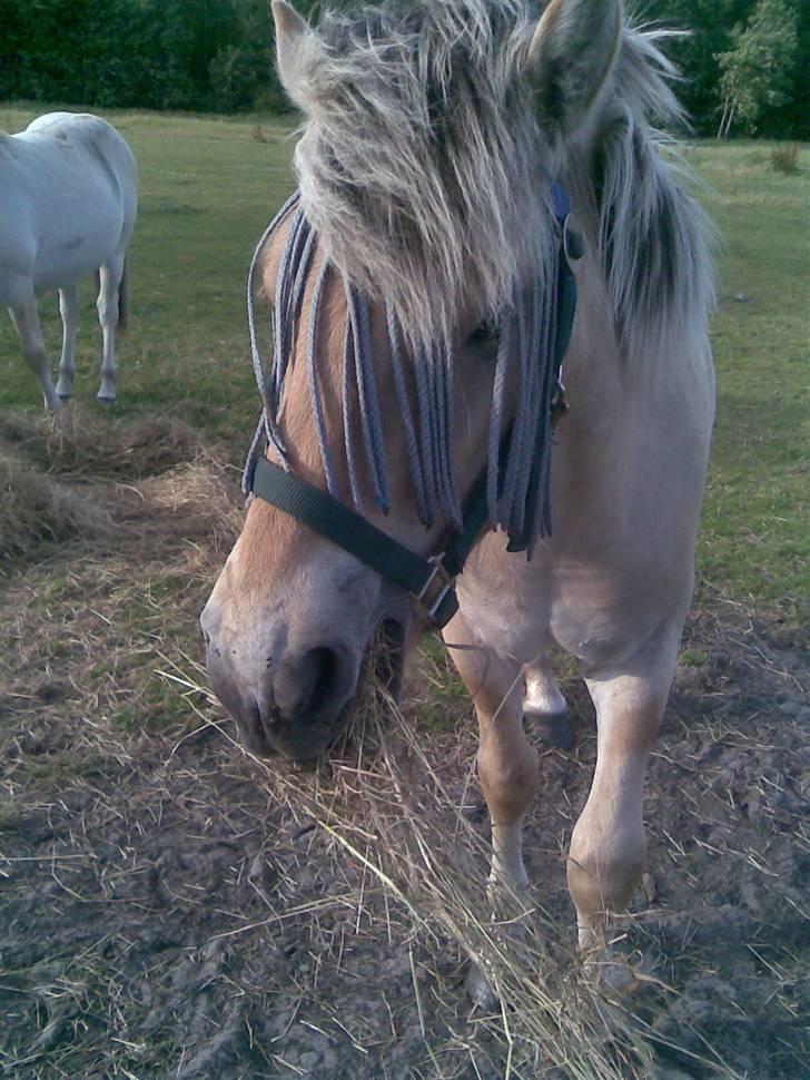 Fjordhest Schweppes billede 1