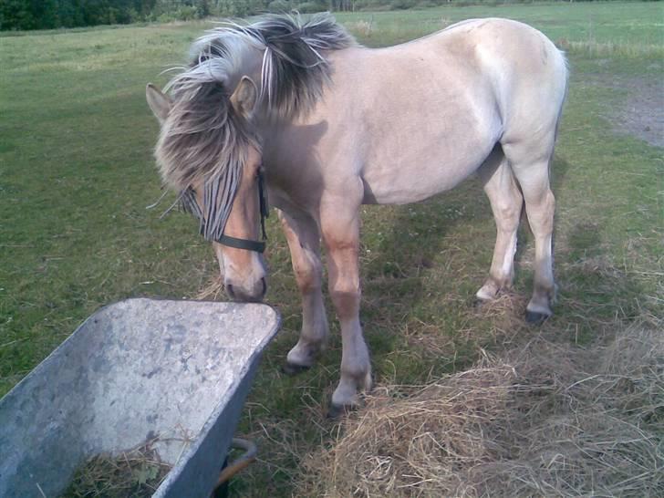 Fjordhest Schweppes billede 2