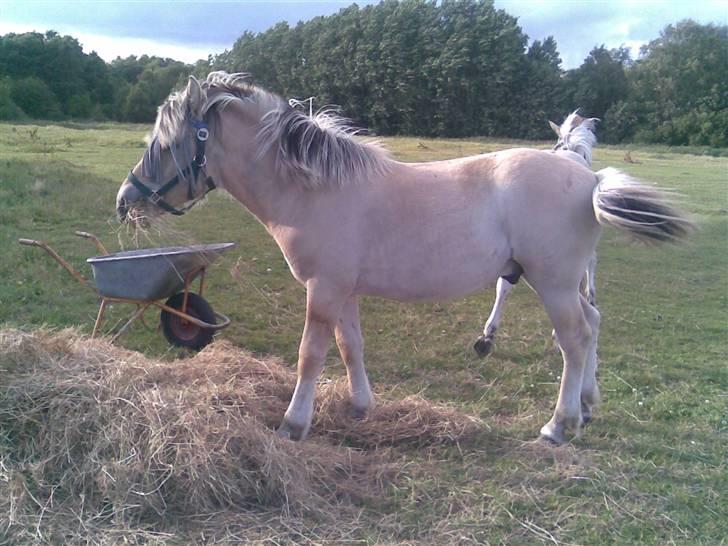 Fjordhest Schweppes billede 3