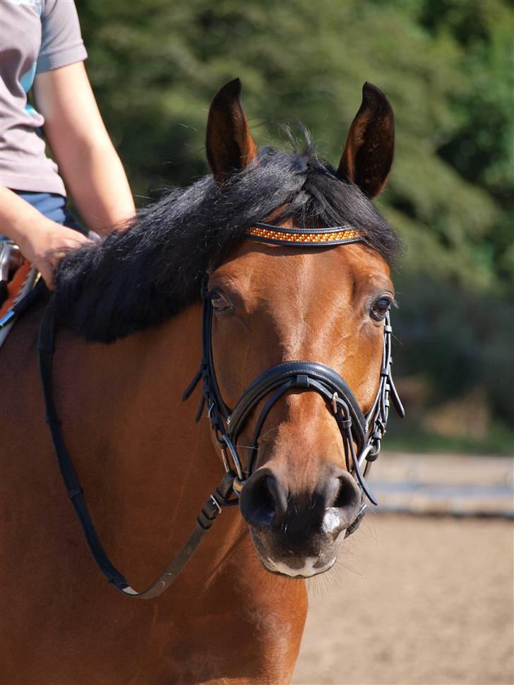 DSP Lanciano Kærlund A-PONY - SD pandebånd-udlånt af Katrine B billede 2
