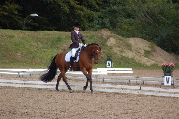 DSP Lanciano Kærlund A-PONY - 5 pl  i pri 65% billede 3