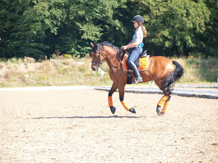 DSP Lanciano Kærlund A-PONY - træning hos Vibsen billede 4