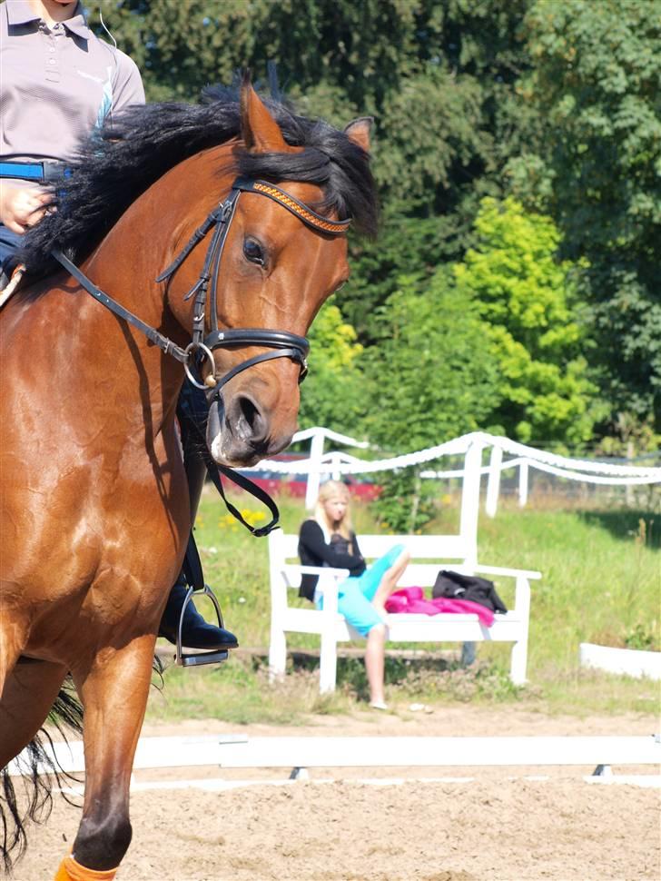 DSP Lanciano Kærlund A-PONY - træning . taget af min mor billede 6