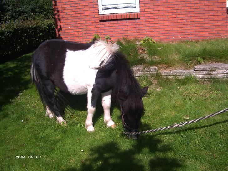 Shetlænder Batman solgt :( - Velkommen til min (Batman´s) profil. billede 1