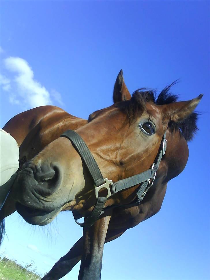 DSP Chicago Kærlund. Solgt - nusse nusse billede 9