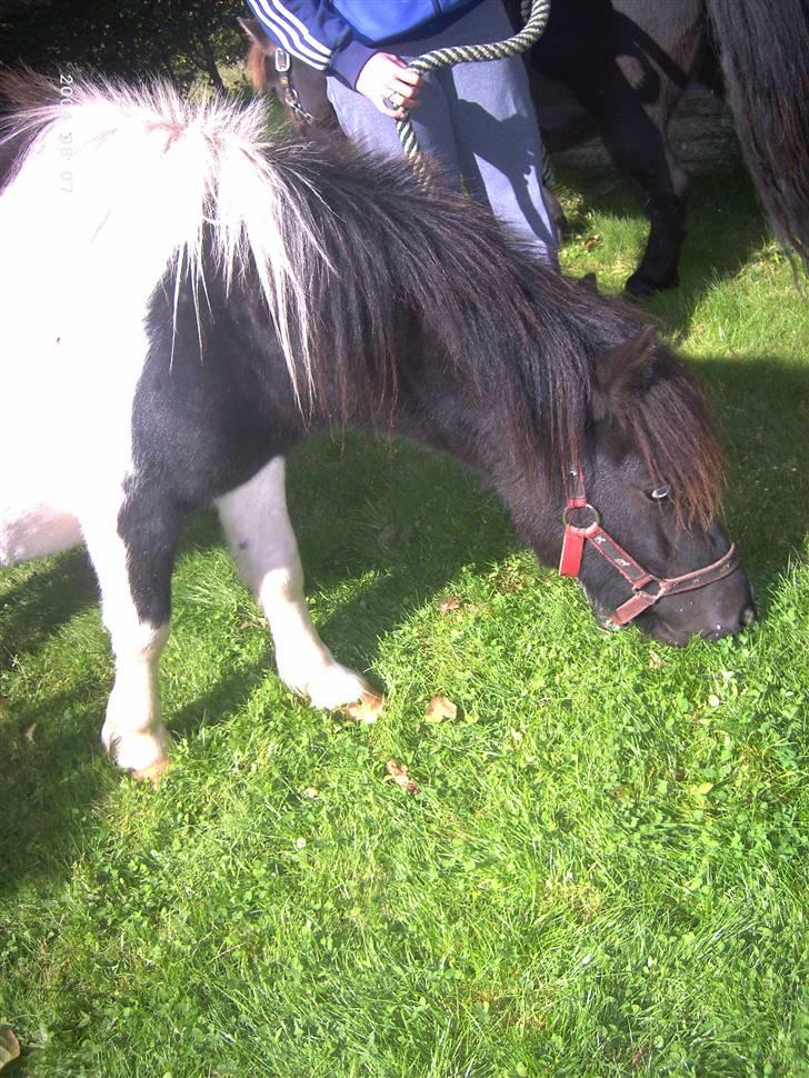 Shetlænder Batman solgt :( - Miiiiin søde Batman :) billede 5