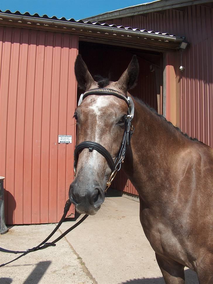 Holstener Alina - kåring 2007 billede 1