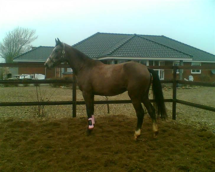 Holstener Alina billede 2