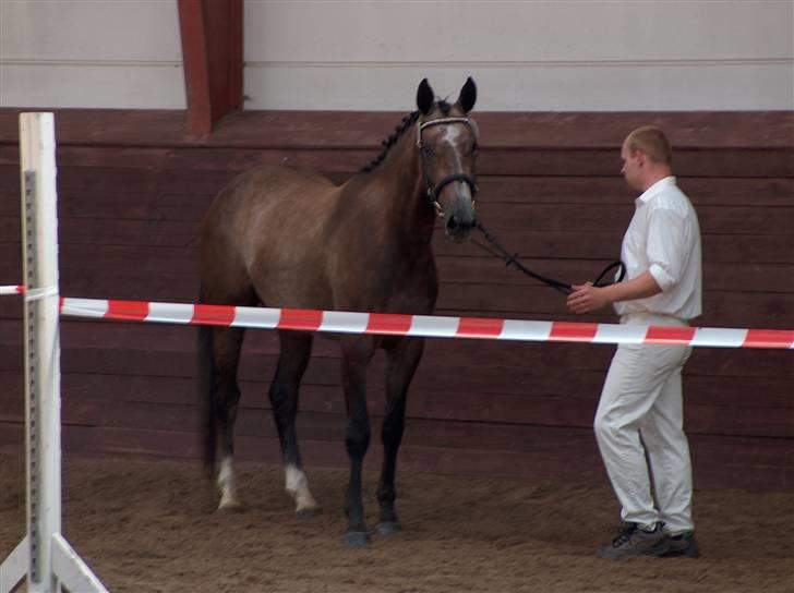 Holstener Alina - kåring 2007 billede 3
