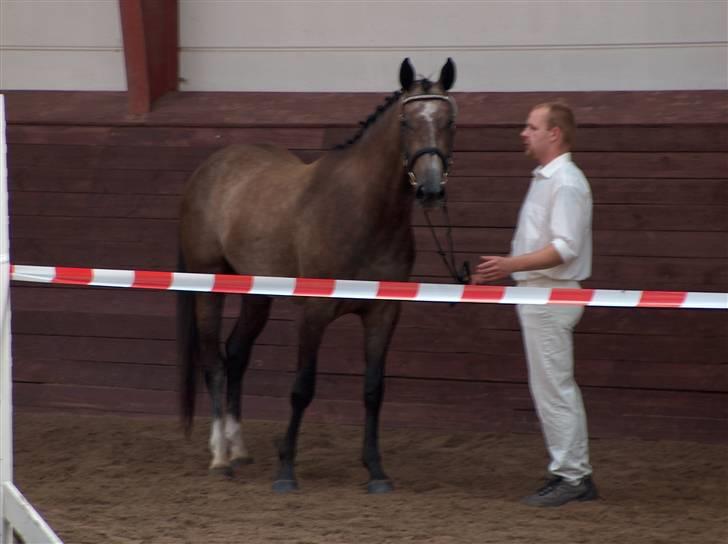 Holstener Alina - kåring 2007 billede 4