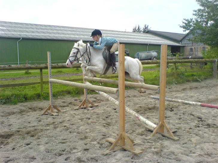 Welsh Pony (sec B) Korreborg's Oline ¤SOLGT¤ - Så springer vi 110 cm billede 9
