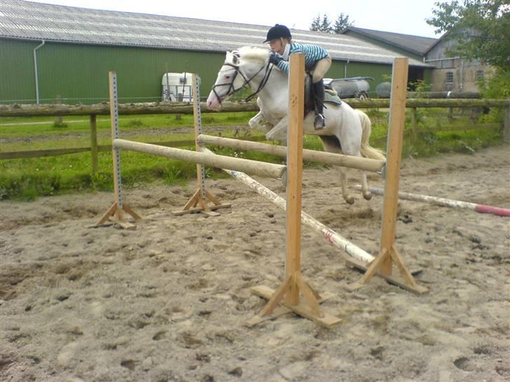 Welsh Pony (sec B) Korreborg's Oline ¤SOLGT¤ - lidt gym. spring til oline en 110 med bom foran!! billede 10