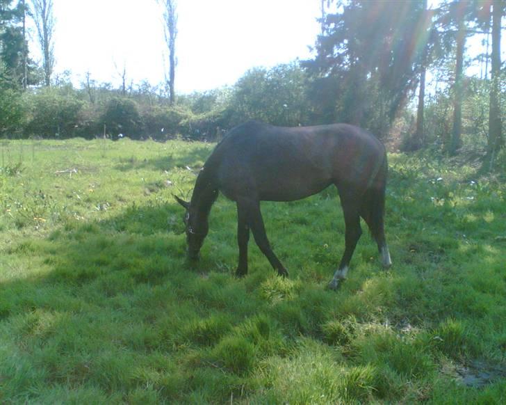 Holstener Alina billede 12