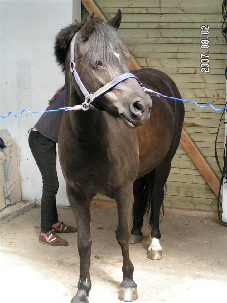 Welsh Pony (sec B) Cia - Jeg stigler Cia!! ... Fotograf: Min Mor / Pia Pedersen billede 9