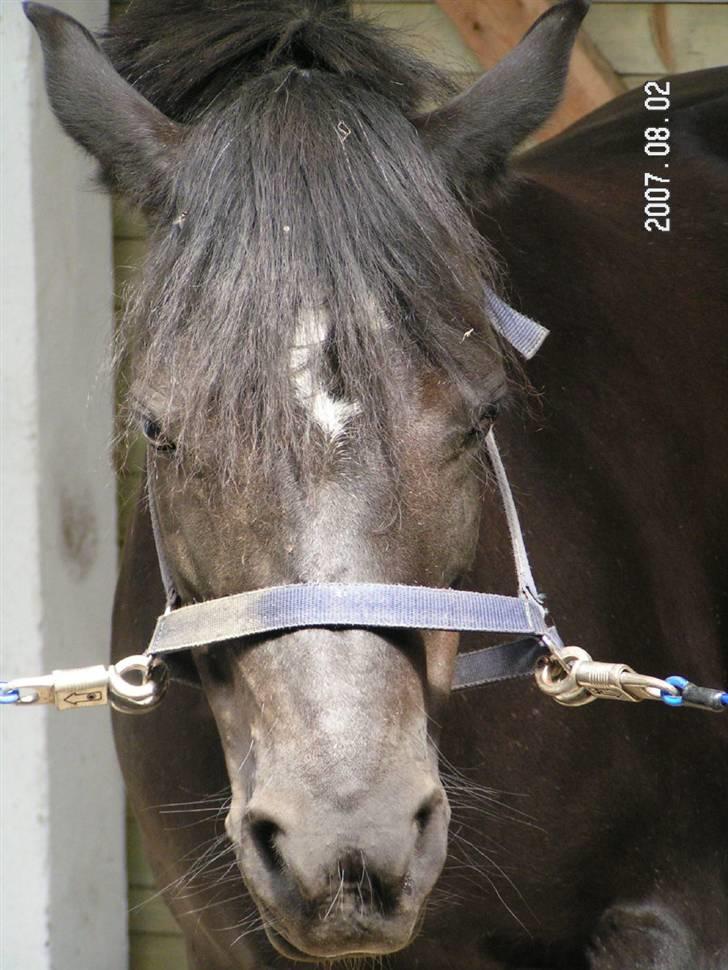 Welsh Pony (sec B) Cia - Cia´s smukke hoved!! ... Fotograf: Mig billede 10