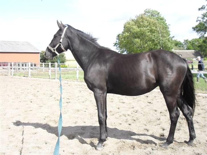 Dansk Varmblod Hjothekærs Comtesse   - Aug 2009 billede 19