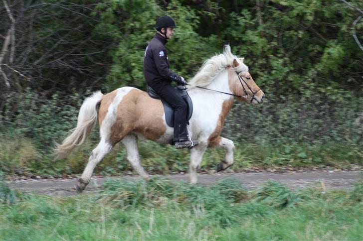 Islænder Hetta fra Kongehøj - Tölt 24/9-09. Rytter: Magnus - Efter 2 ugers træning billede 1