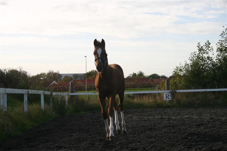 Arabisk fuldblod (OX) Noori-a-li - Solgt billede 11