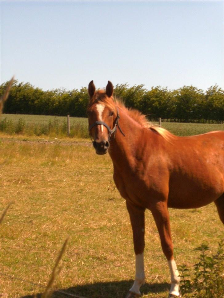 Arabisk fuldblod (OX) Noori-a-li - Solgt billede 13