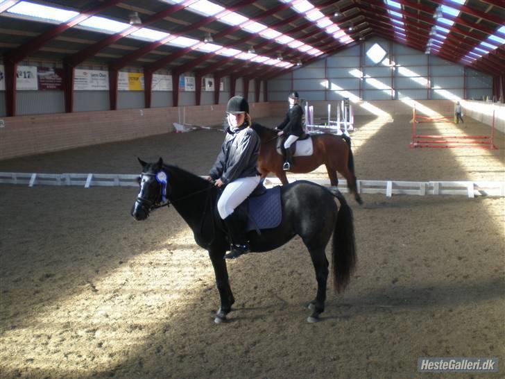 DSP Ca-pia *Død* <3 - Miig & musen vandt en 2 plads i vores andet stævne sammen. (spring 40cm) billede 5