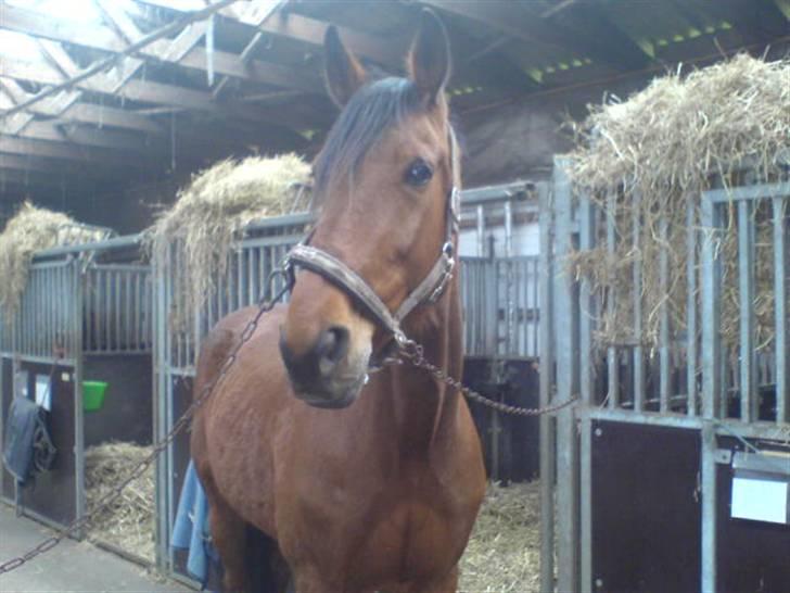 Traver Eric Cantona død :´( billede 2