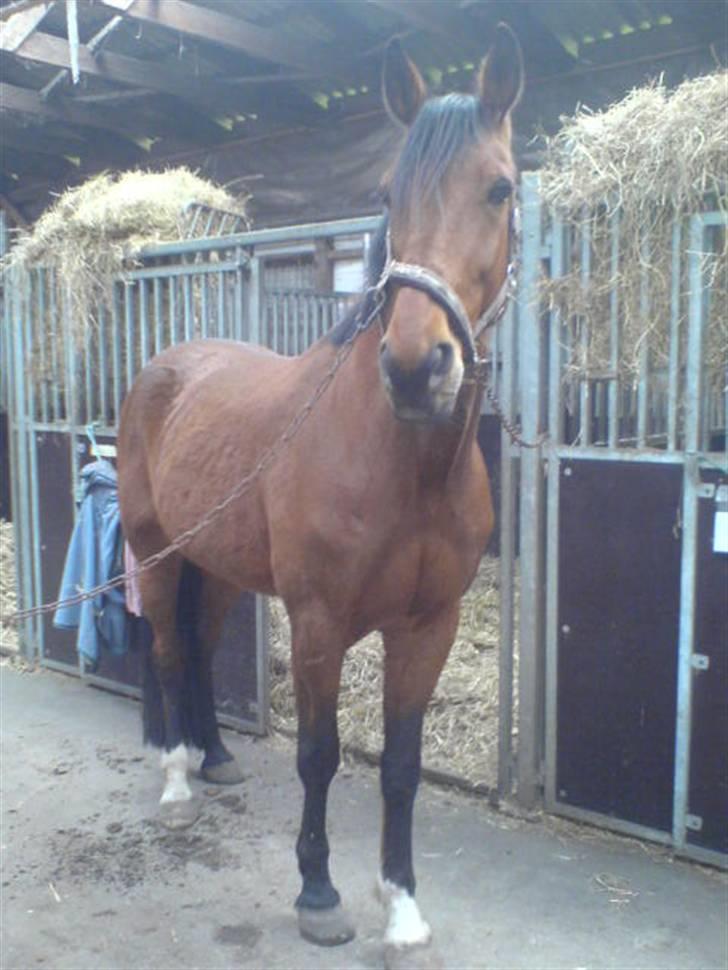 Traver Eric Cantona død :´( billede 3