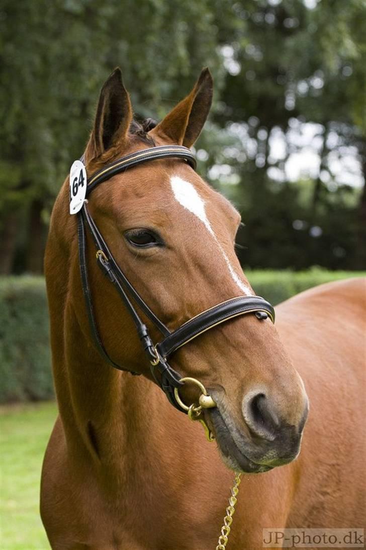 Anden særlig race Chanel [Himmelhest] - Taget på storeheste dag 2006 billede 3