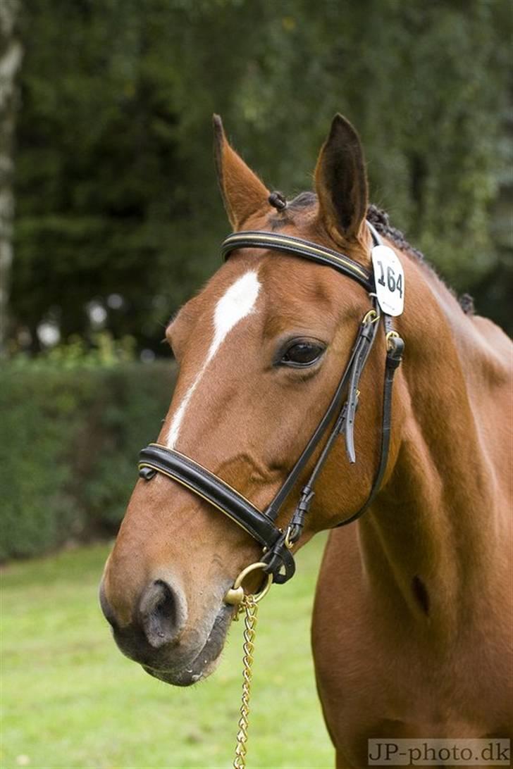 Anden særlig race Chanel [Himmelhest] - Taget på storeheste dag 2006 billede 4